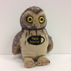 Morepork with sound