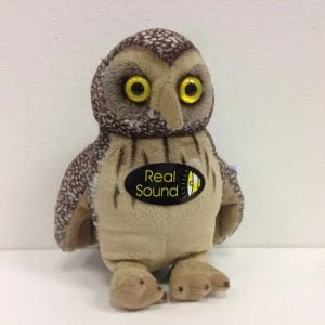 Morepork with sound Morepork with sound