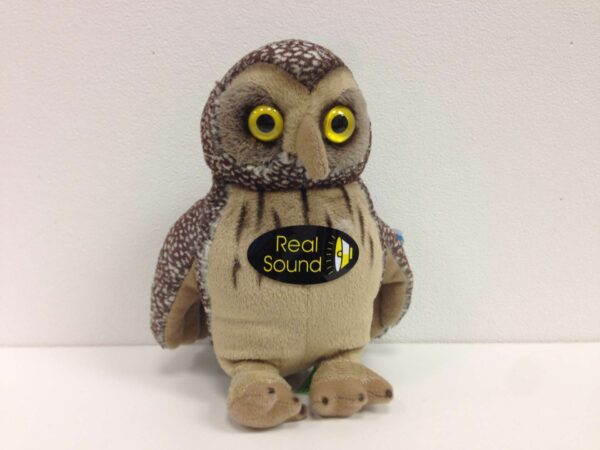 Morepork with sound