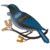 Tui Wall Hanging